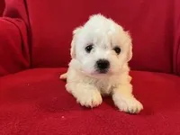 Bichpoo Male, a male Bichpoo for sale in Gray Court, SC – Photo 2 of 6