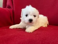 Bichpoo Male, a male Bichpoo for sale in Gray Court, SC – Photo 5 of 6