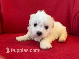 Bichpoo Male, a male Bichpoo for sale in Gray Court, SC – Photo 1 of 6