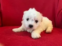 Bichpoo Male, a male Bichpoo for sale in Gray Court, SC – Photo 1 of 6