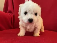 Bichpoo Male, a male Bichpoo for sale in Gray Court, SC – Photo 4 of 6