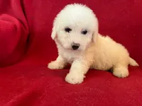 Bichon Girl - Solid White, a female Bichon Frise for sale in Gray Court, SC – 2 of 8