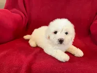 Bichon Girl - Cream Ears, a female Bichon Frise for sale in Gray Court, SC – 5 of 7