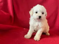 Cavachon - Male, a male Cavachon for sale in Gray Court, SC – 5 of 7