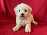 Cavachon - Male, a male Cavachon for sale in Gray Court, SC – 2 of 7