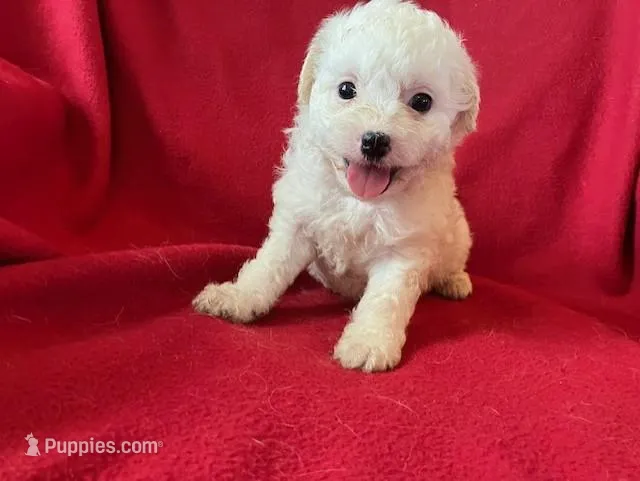 Cavachon - Male – Cavachon puppy for sale in Gray Court, SC