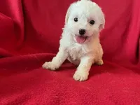 Cavachon - Male, a male Cavachon for sale in Gray Court, SC – 1 of 7