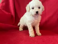 Cavachon - Male, a male Cavachon for sale in Gray Court, SC – 3 of 7