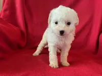Cavachon - Male, a male Cavachon for sale in Gray Court, SC – 7 of 7