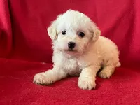 Cavachon - Male, a male Cavachon for sale in Gray Court, SC – 6 of 7