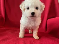 Cavachon - Male, a male Cavachon for sale in Gray Court, SC – 4 of 7