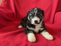Cavachon - Male, a male Cavachon for sale in Gray Court, SC – 3 of 7