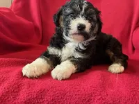 Cavachon - Male, a male Cavachon for sale in Gray Court, SC – 5 of 7