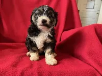 Cavachon - Male, a male Cavachon for sale in Gray Court, SC – 7 of 7