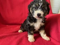 Cavachon - Male, a male Cavachon for sale in Gray Court, SC – 6 of 7