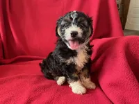 Cavachon - Male, a male Cavachon for sale in Gray Court, SC – 4 of 7