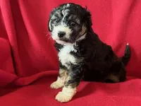 Cavachon - Male, a male Cavachon for sale in Gray Court, SC – 2 of 7
