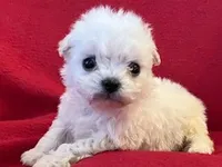 Bichpoo Female, a male Bichpoo for sale in Gray Court, SC – Photo 6 of 6