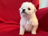 Bichpoo Female, a male Bichpoo for sale in Gray Court, SC – Photo 4 of 6