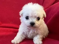 Bichpoo Female, a male Bichpoo for sale in Gray Court, SC – Photo 2 of 6