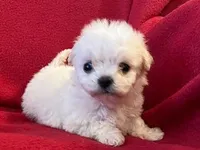 Bichpoo Female, a male Bichpoo for sale in Gray Court, SC – Photo 5 of 6