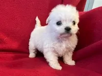 Bichpoo Female, a male Bichpoo for sale in Gray Court, SC – Photo 3 of 6