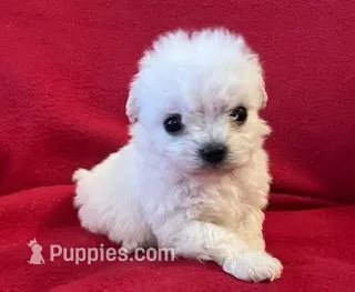 Bichpoo Female, a male Bichpoo for sale in Gray Court, SC – Photo 1 of 6
