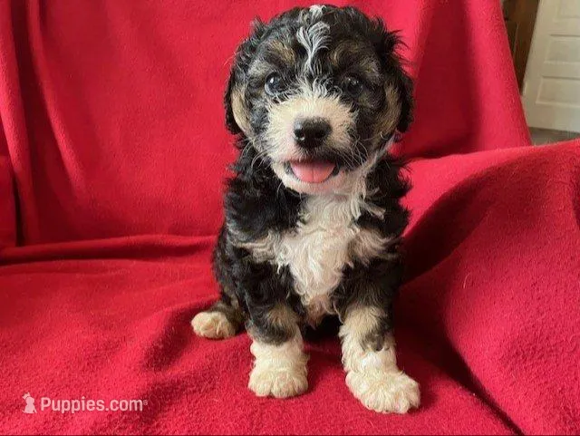 Cavachon - Male – Cavachon puppy on hold in Gray Court, SC