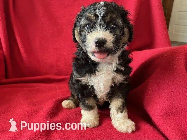 Cavachon - Male, a male Cavachon for sale in Gray Court, SC – 1 of 7