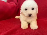 Bichon Girl - Solid White, a female Bichon Frise for sale in Gray Court, SC – 3 of 8