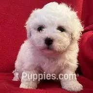 Bichpoo Male, a male Bichpoo for sale in Gray Court, SC – Photo 4 of 6