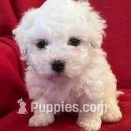 Bichpoo Male, a male Bichpoo for sale in Gray Court, SC – Photo 3 of 6