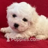 Bichpoo Male, a male Bichpoo for sale in Gray Court, SC – Photo 1 of 6