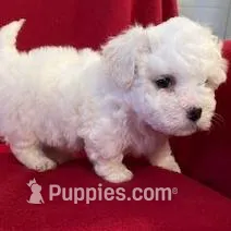 Bichpoo Male, a male Bichpoo for sale in Gray Court, SC – Photo 6 of 6