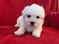 Bichpoo Male, a male Bichpoo for sale in Gray Court, SC – Photo 5 of 6