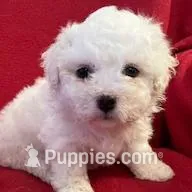 Bichpoo Male, a male Bichpoo for sale in Gray Court, SC – Photo 2 of 6