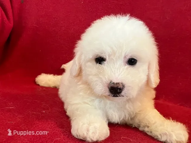 Bichon Girl - Solid White – Bichon Frise puppy for sale in Gray Court, SC
