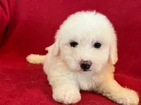 Bichon Girl - Solid White, a female Bichon Frise for sale in Gray Court, SC – 1 of 8