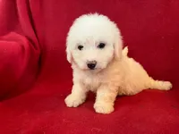 Bichon Girl - Solid White, a female Bichon Frise for sale in Gray Court, SC – 8 of 8