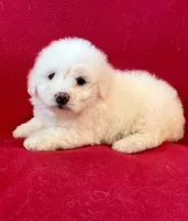 Bichon Girl - Cream Ears, a female Bichon Frise for sale in Gray Court, SC – 4 of 7
