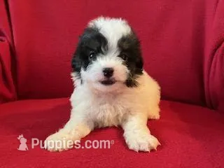 Bichpoo Male, a male Bichpoo for sale in Gray Court, SC – Photo 1 of 6