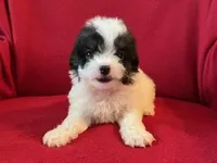 Bichpoo Male, a male Bichpoo for sale in Gray Court, SC – Photo 1 of 6