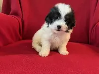 Bichpoo Male, a male Bichpoo for sale in Gray Court, SC – Photo 2 of 6