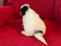 Bichpoo Male, a male Bichpoo for sale in Gray Court, SC – Photo 6 of 6