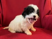 Bichpoo Male, a male Bichpoo for sale in Gray Court, SC – Photo 4 of 6