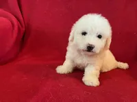 Bichon Girl - Solid White, a female Bichon Frise for sale in Gray Court, SC – 4 of 8