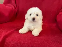 Bichon Girl - Cream Ears, a female Bichon Frise for sale in Gray Court, SC – 7 of 7