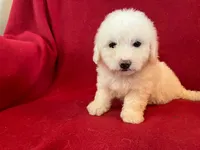 Bichon Girl - Solid White, a female Bichon Frise for sale in Gray Court, SC – 5 of 8