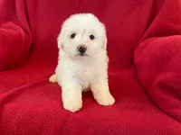 Bichon Girl - Cream Ears, a female Bichon Frise for sale in Gray Court, SC – 3 of 7