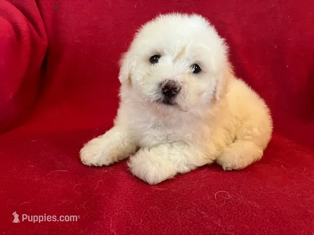 Bichon Girl - Cream Ears – Bichon Frise puppy for sale in Gray Court, SC